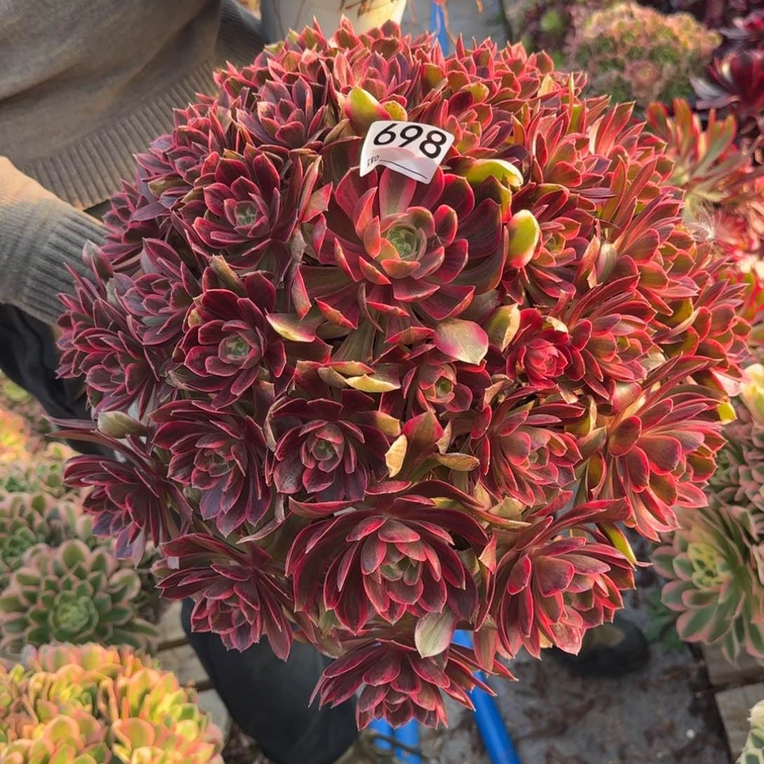 698浣纱多肉植物