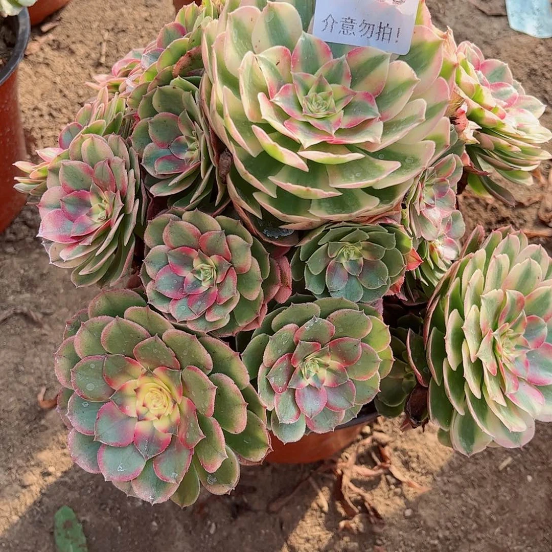 无花朵小*格多肉植物469