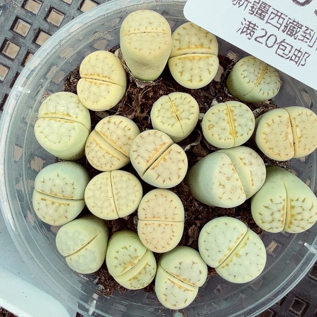 好喜欢你这个造型噢太209不