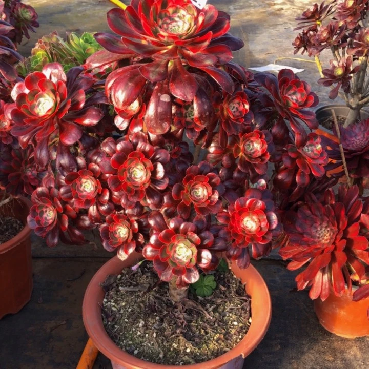 丽娜多肉628000000000