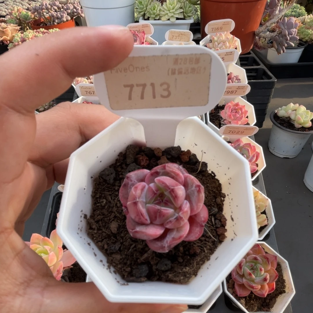 7061蜘蛛侠 5.0厘米