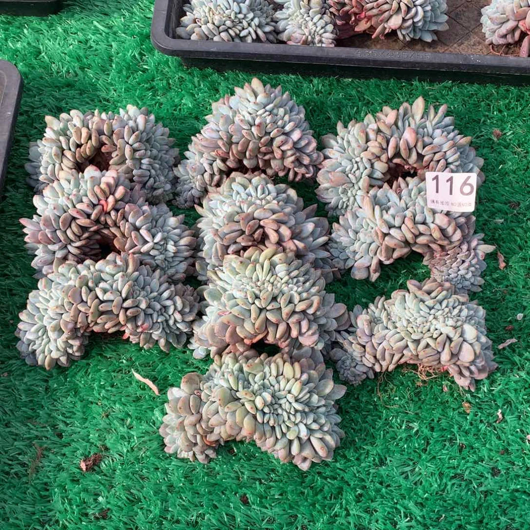 116橙子缀多肉植物组合