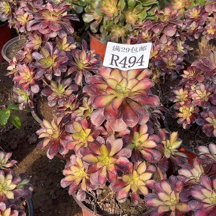 494魅力锦多肉植物