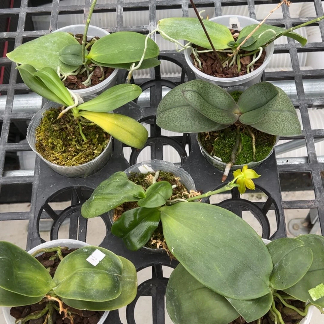 全部花苞特价58/6颗瑕疵苗根叶不好裸根发货任何原因不售后