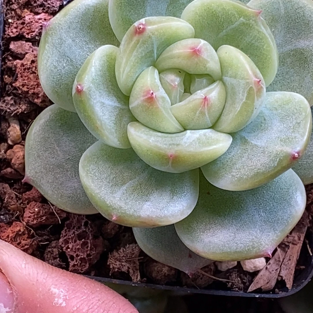 天官赐福百无禁忌