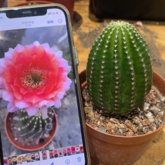 金刚1号6公分左右多变花福利价