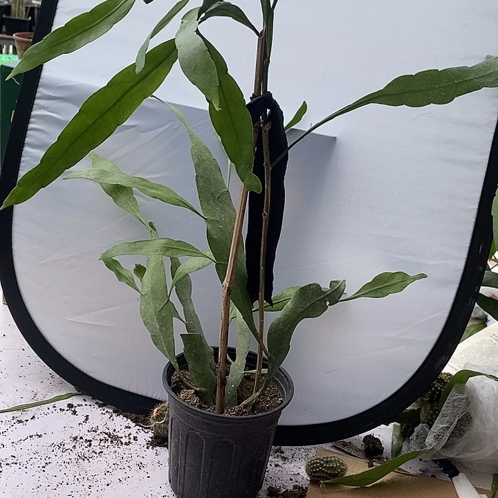 李***桃完全开放不知道是不是