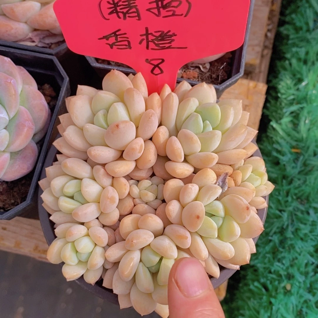 多肉植物，一物一拍，节日活动，3单包邮
