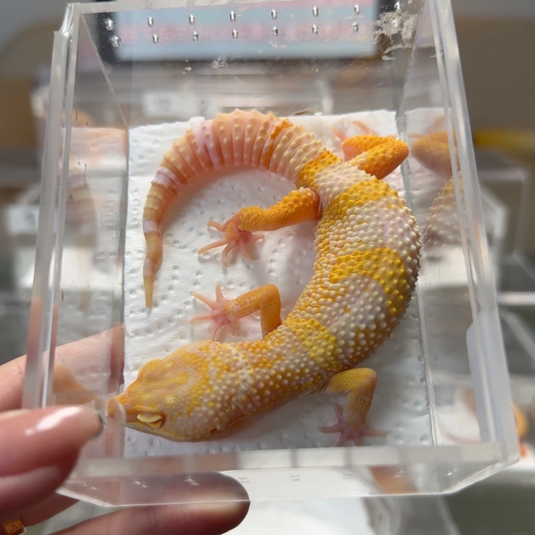 豹纹守宫无褐贝尔弟弟闪电尾