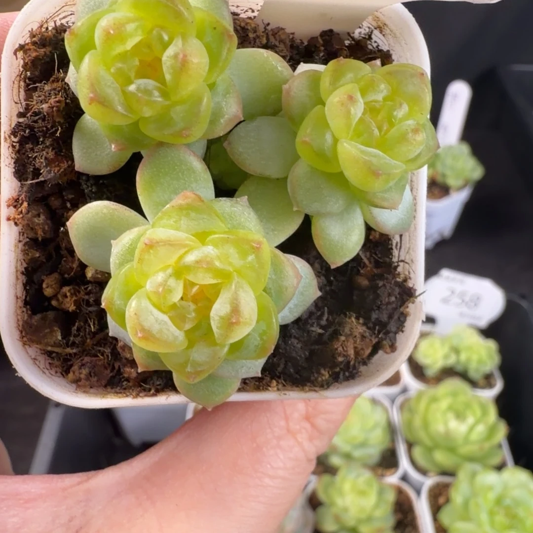 甜心三头群262一颗