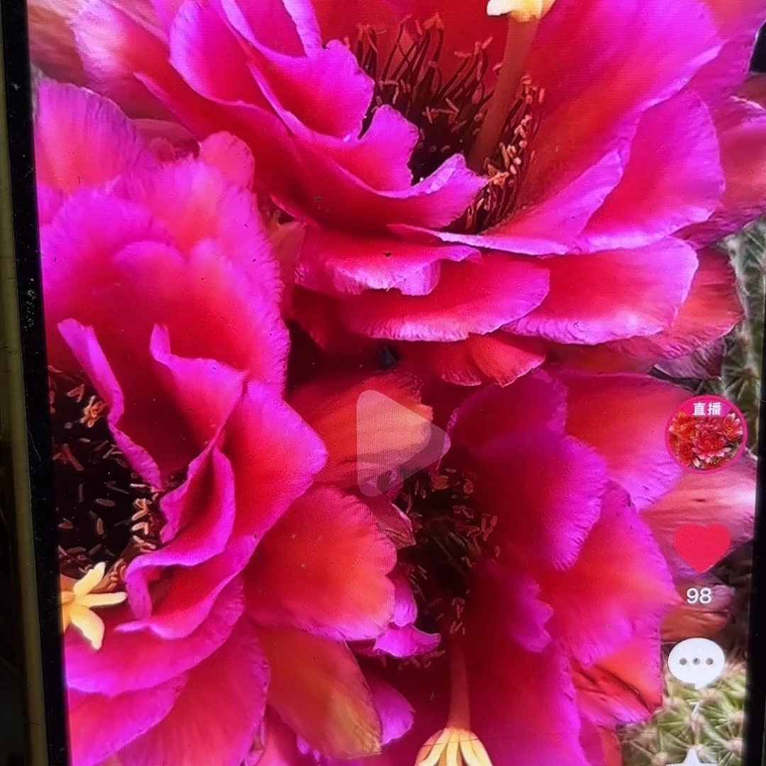 音符毛侧牙20包邮仙人球35