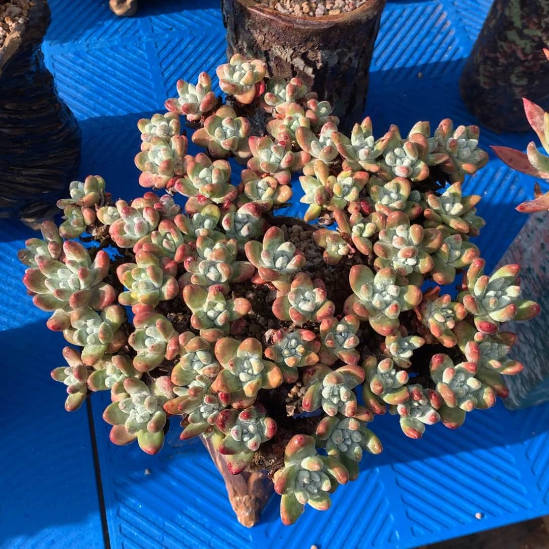 格瑞内杂拇指，2月8日发货多肉