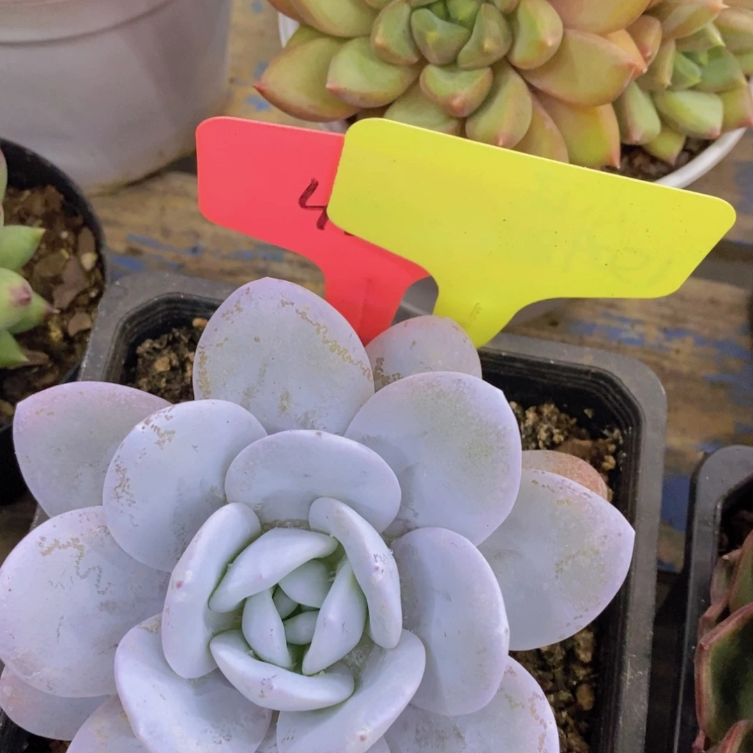 活动专场，最后一场