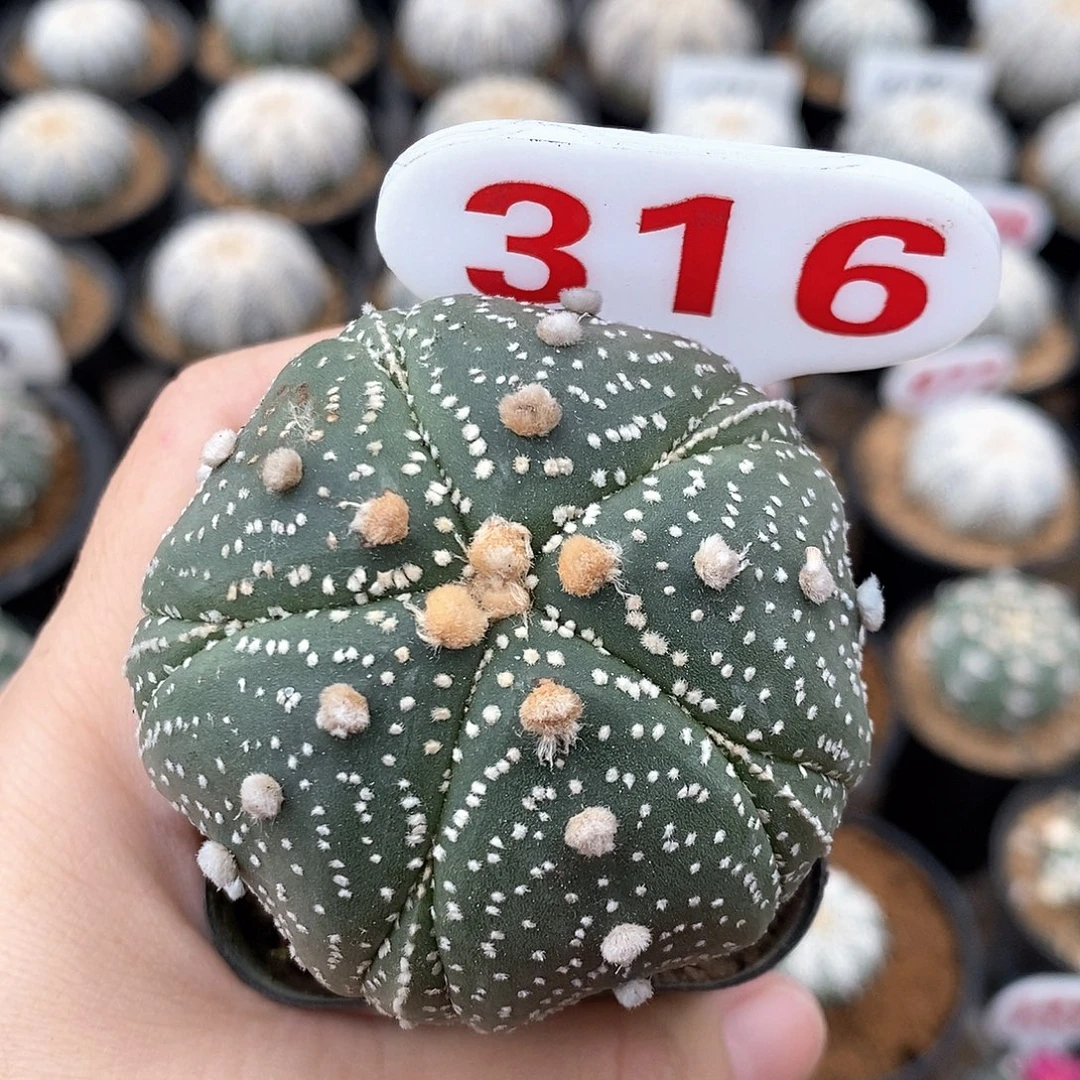 316五愣复愣兜系列的
