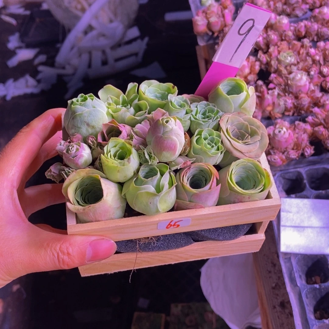 桀***山地玫瑰多肉植物花卉65