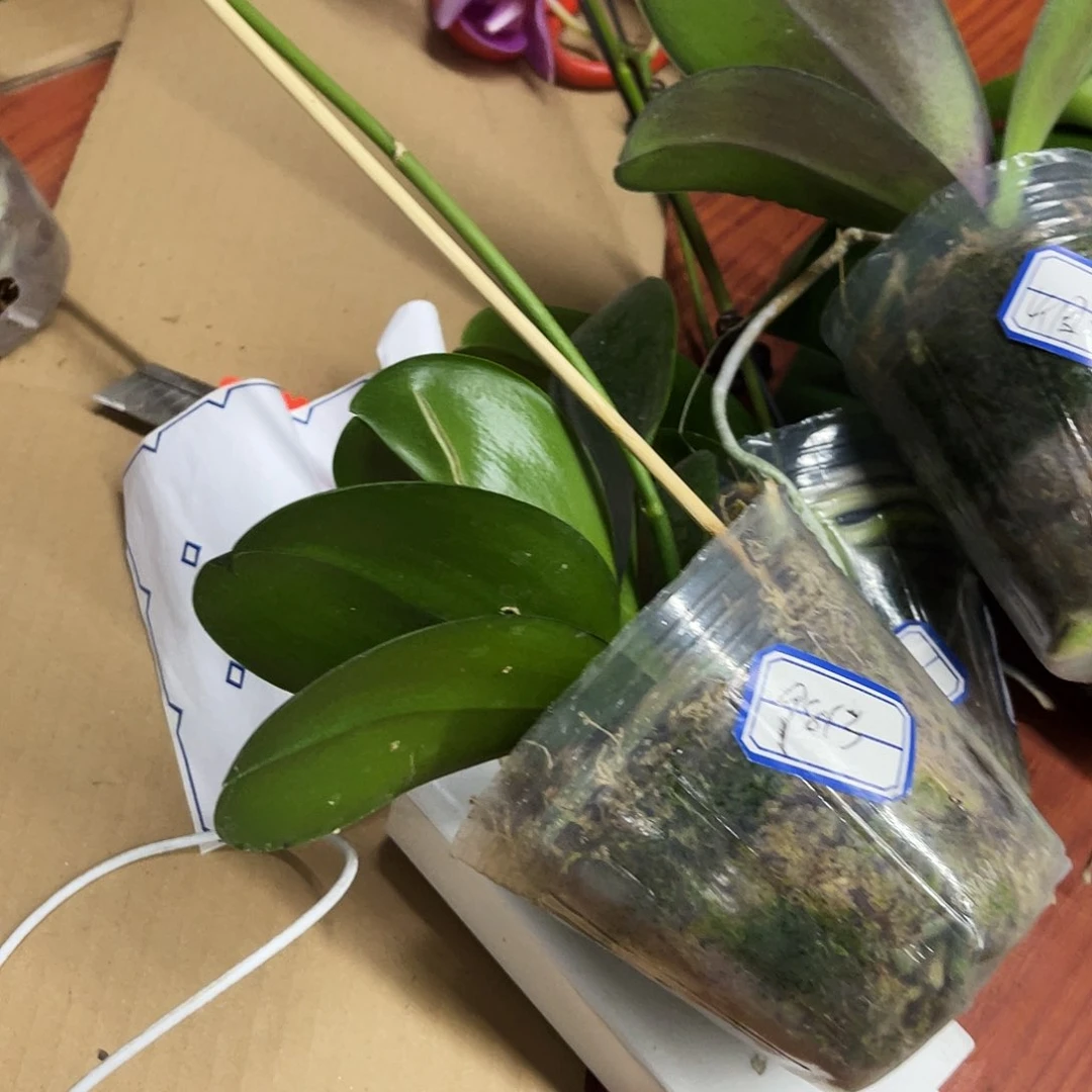 当前无花栽培后可以开花烟*?蝴蝶兰实生开花株