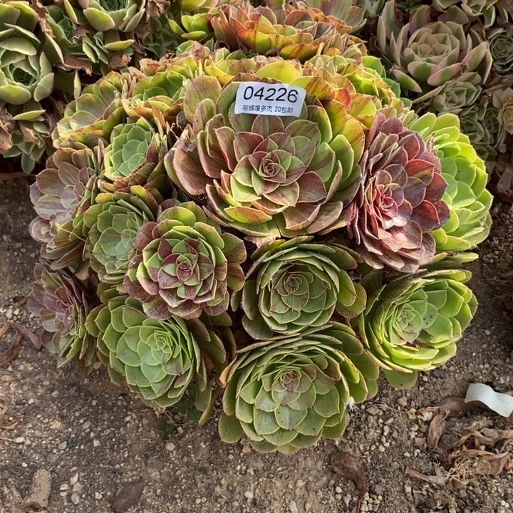 04226花月夜多肉植物