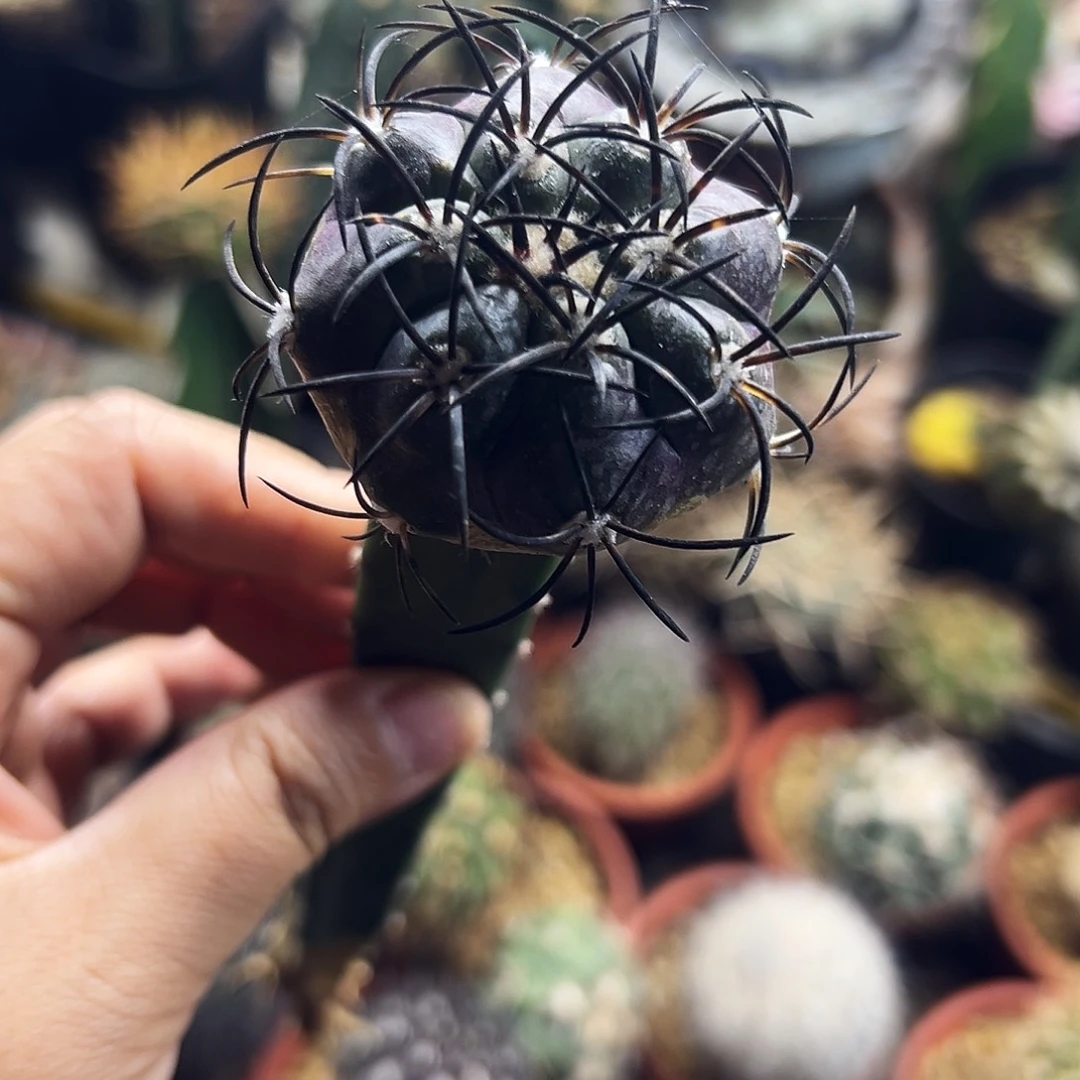 栗星玉仙人球666666