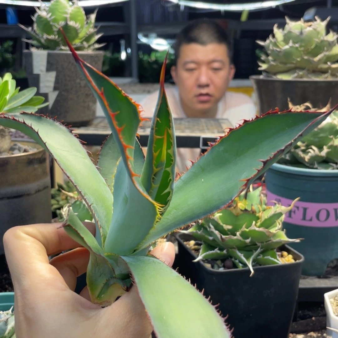 火焰蕾絲888888888