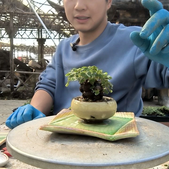 简*小盆景小植物一物一拍54