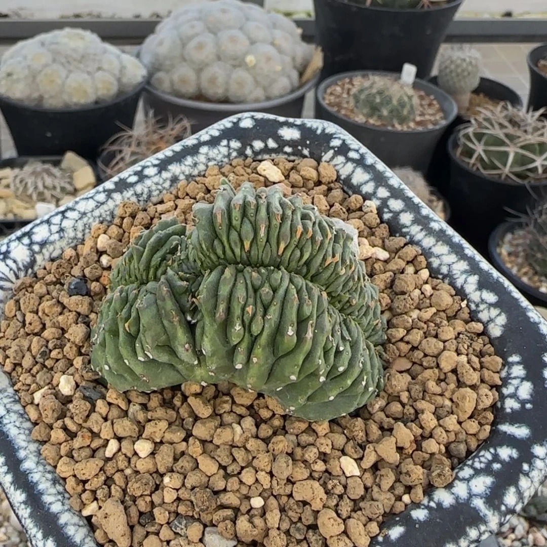 022自根法丽达缀化多肉