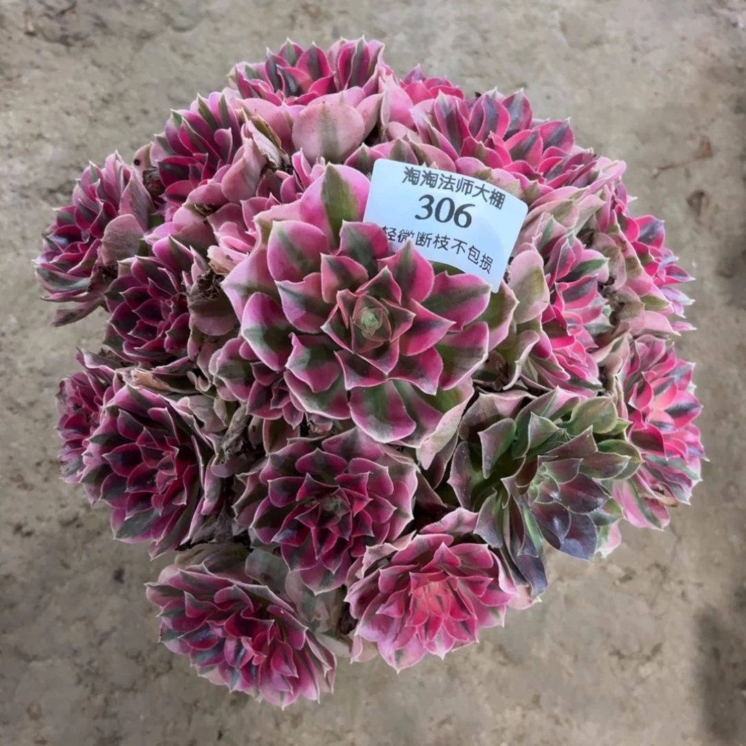 306粉女巫多肉植物法师