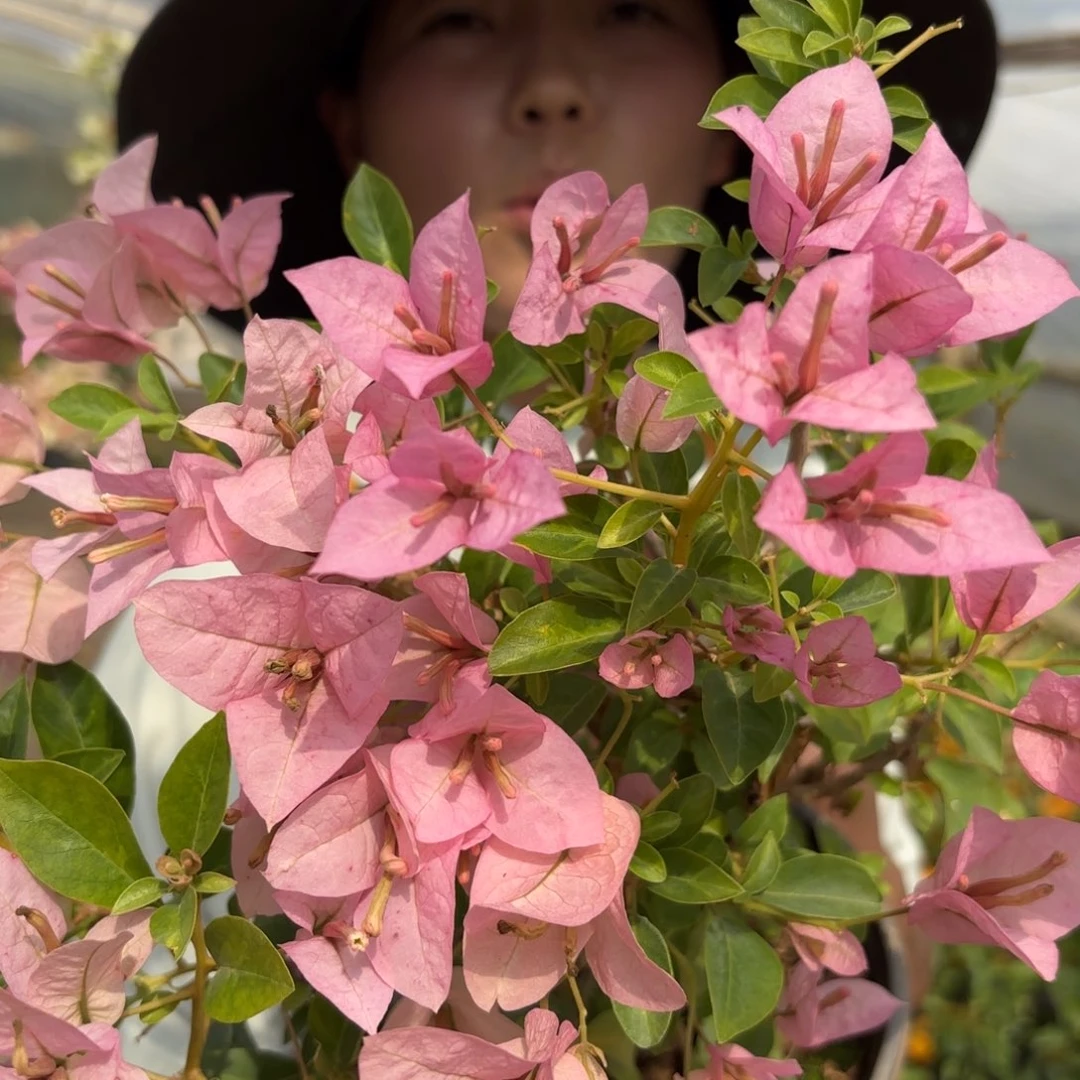 完全开放（婆罗洲）三角梅会落花落叶会光杆苗有大有小