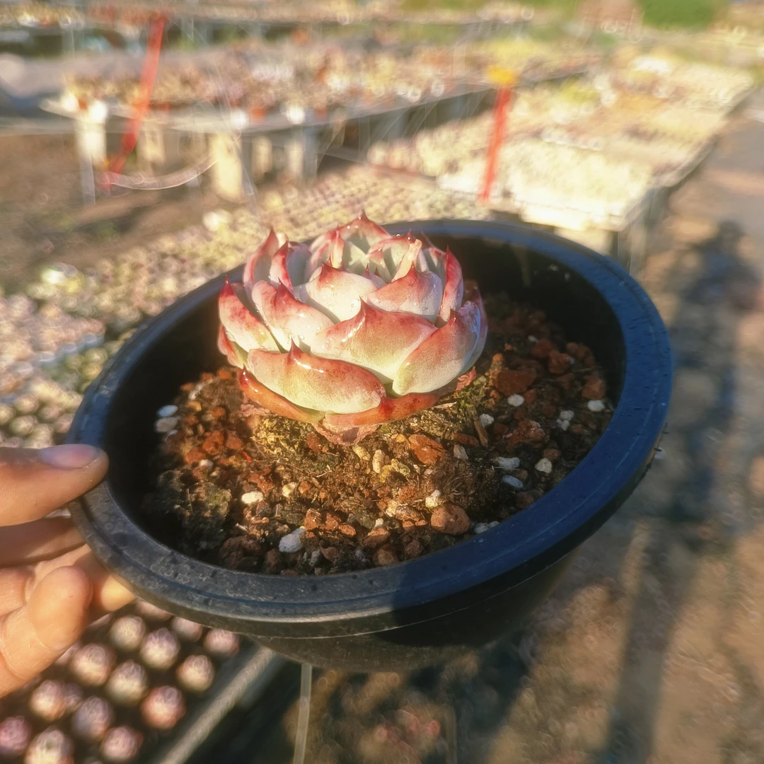 宽叶惊鸿仙子！露养！15厘米的花盆