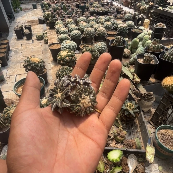 黑牡丹三头嫁接仙人球