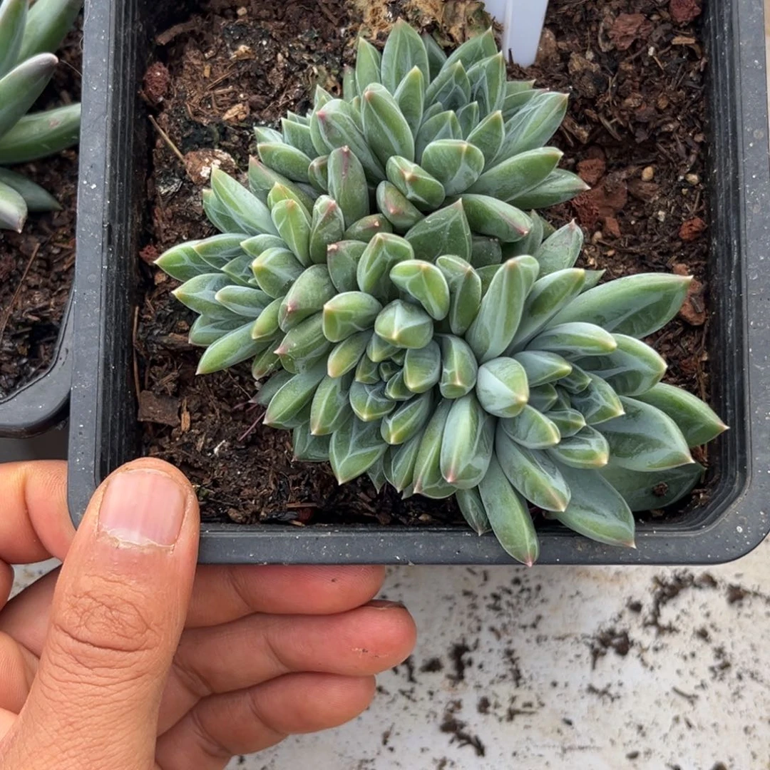 美人系多肉植物小苗407