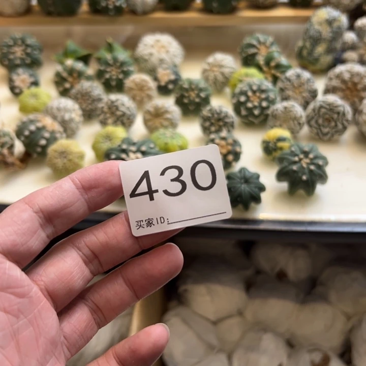 樹****兜星球仙人球430号