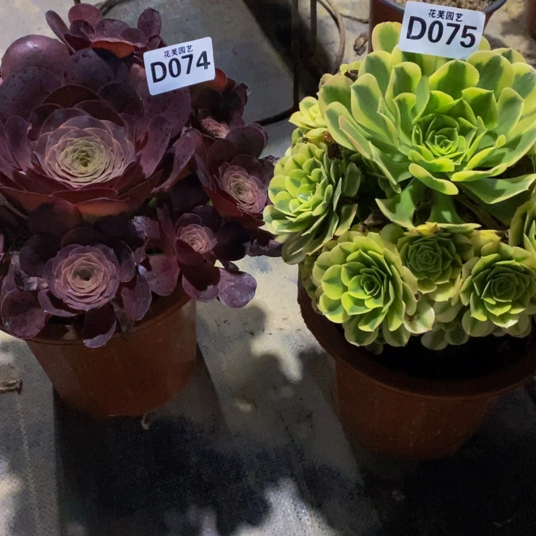 ¤***¤两颗头肉植物074  075