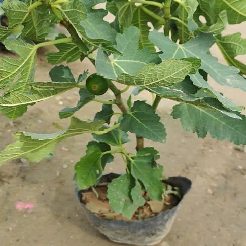 完全开放带果无花果