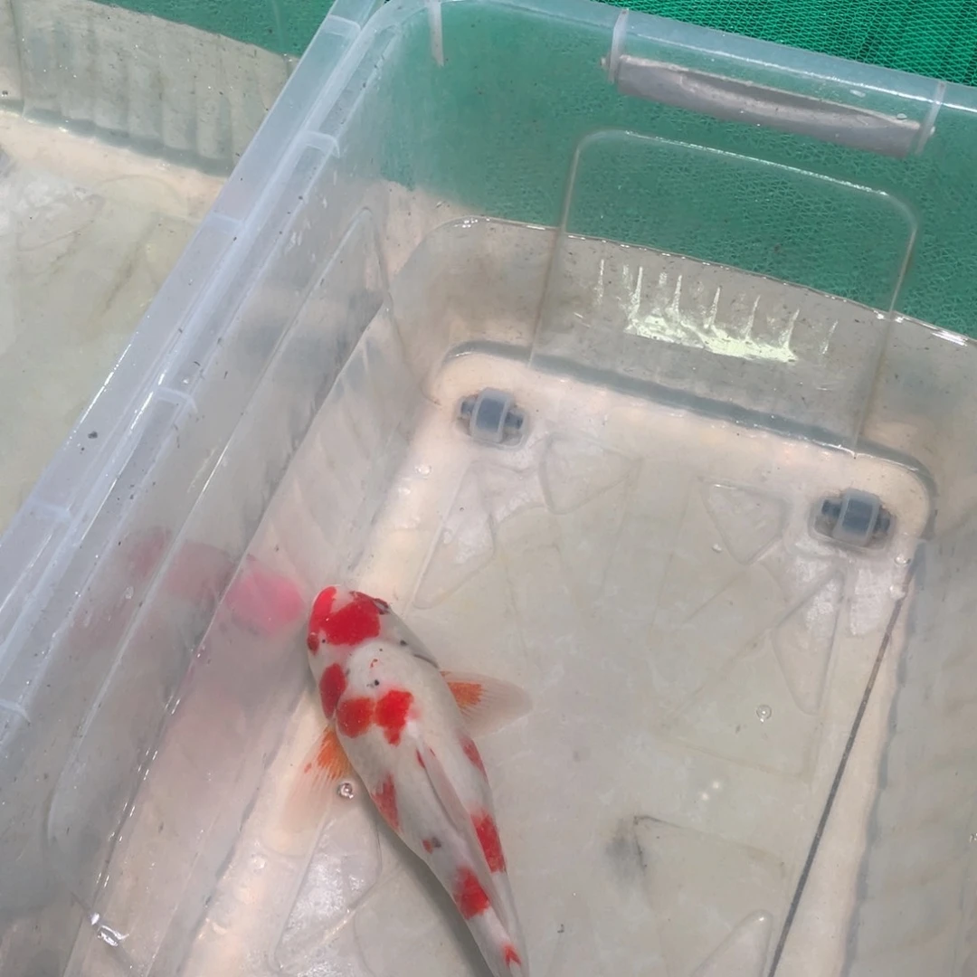 锦鲤锦鲤包邮包售后