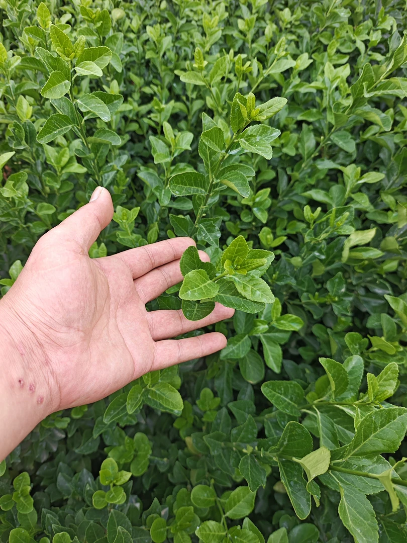 绿化工程用苗家庭种植庭院围挡