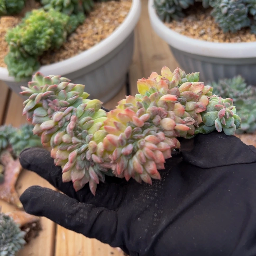 车厘子冰魄缀 天天开心