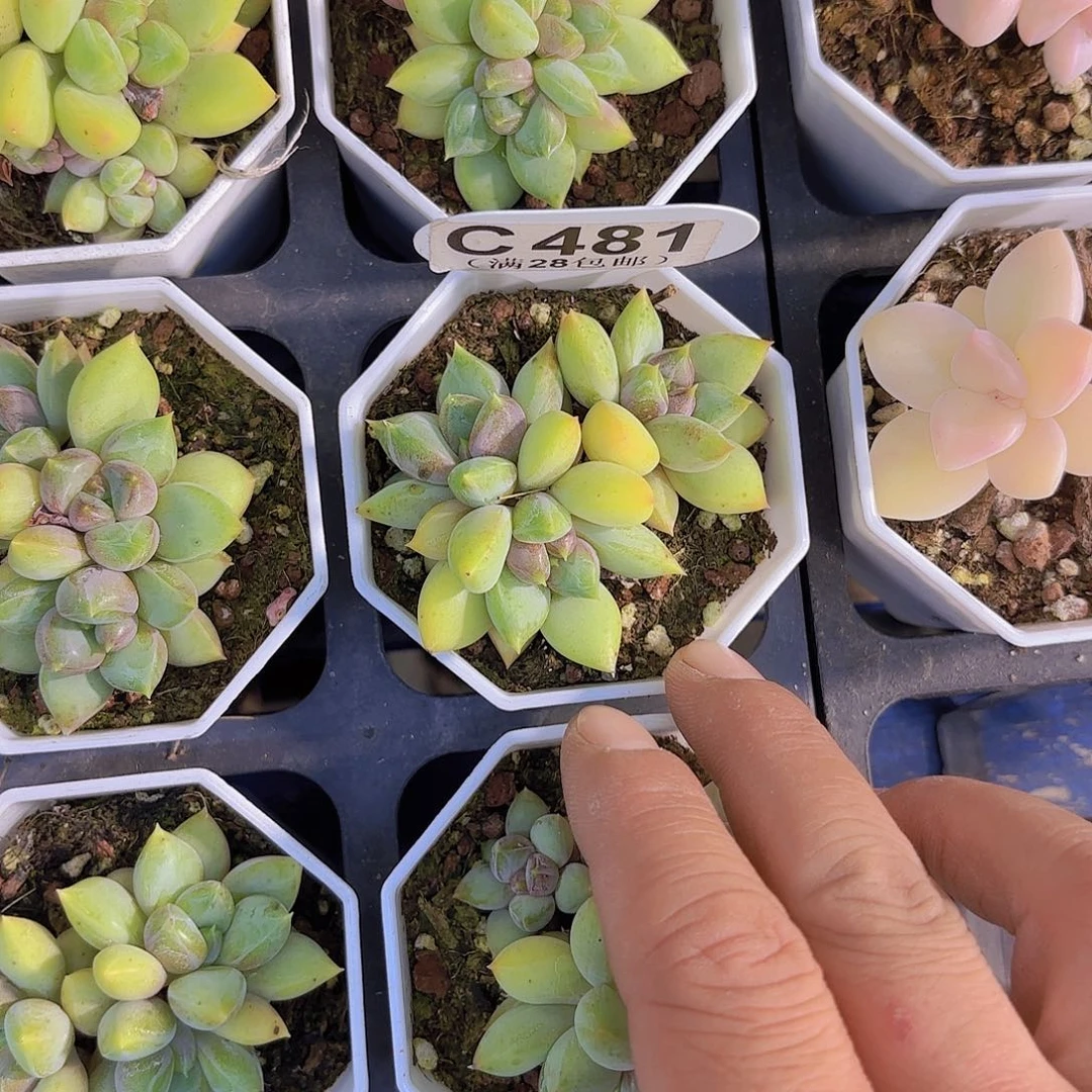 C481象牙一物一拍