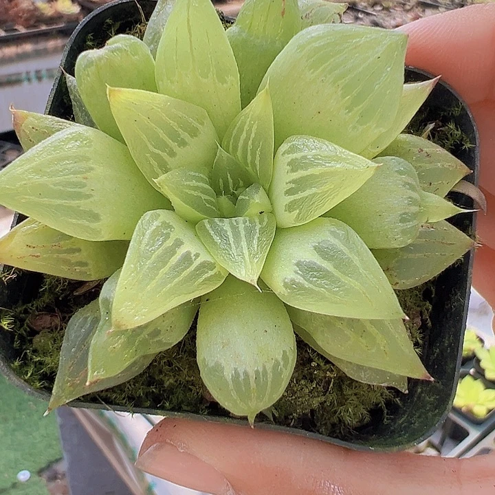 水晶寿带盆19包邮