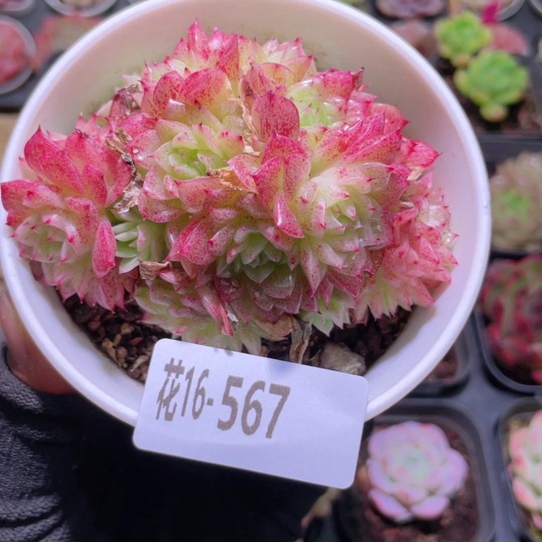 花利美16-567麦秆