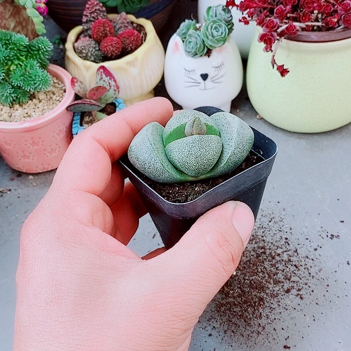 带花苞元宝2222222