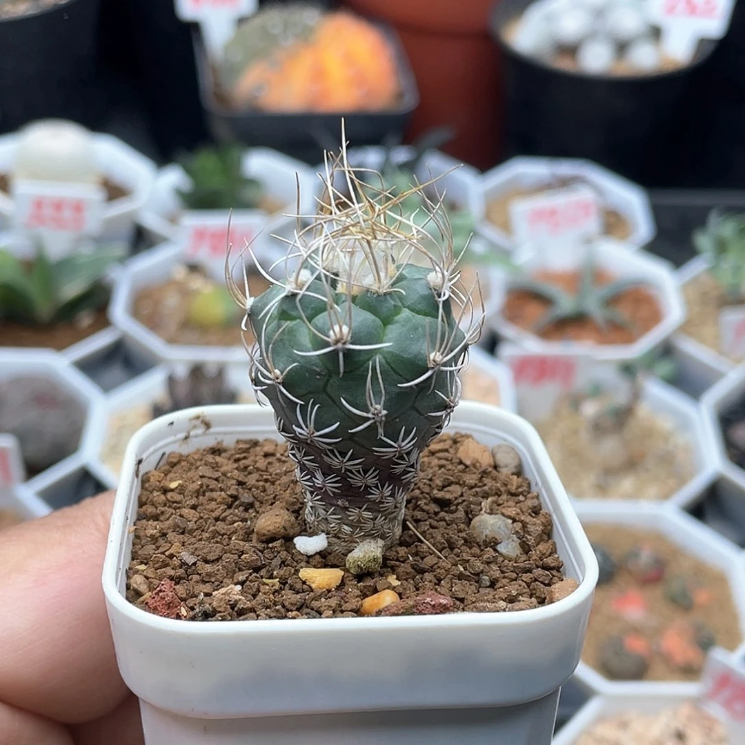 实生长城丸仙人球多肉