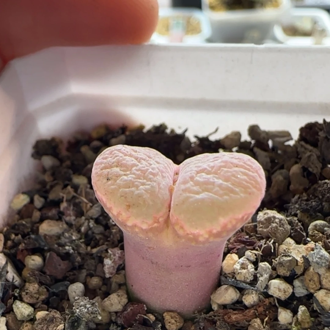 【闪购商品】ღ**ღ19434