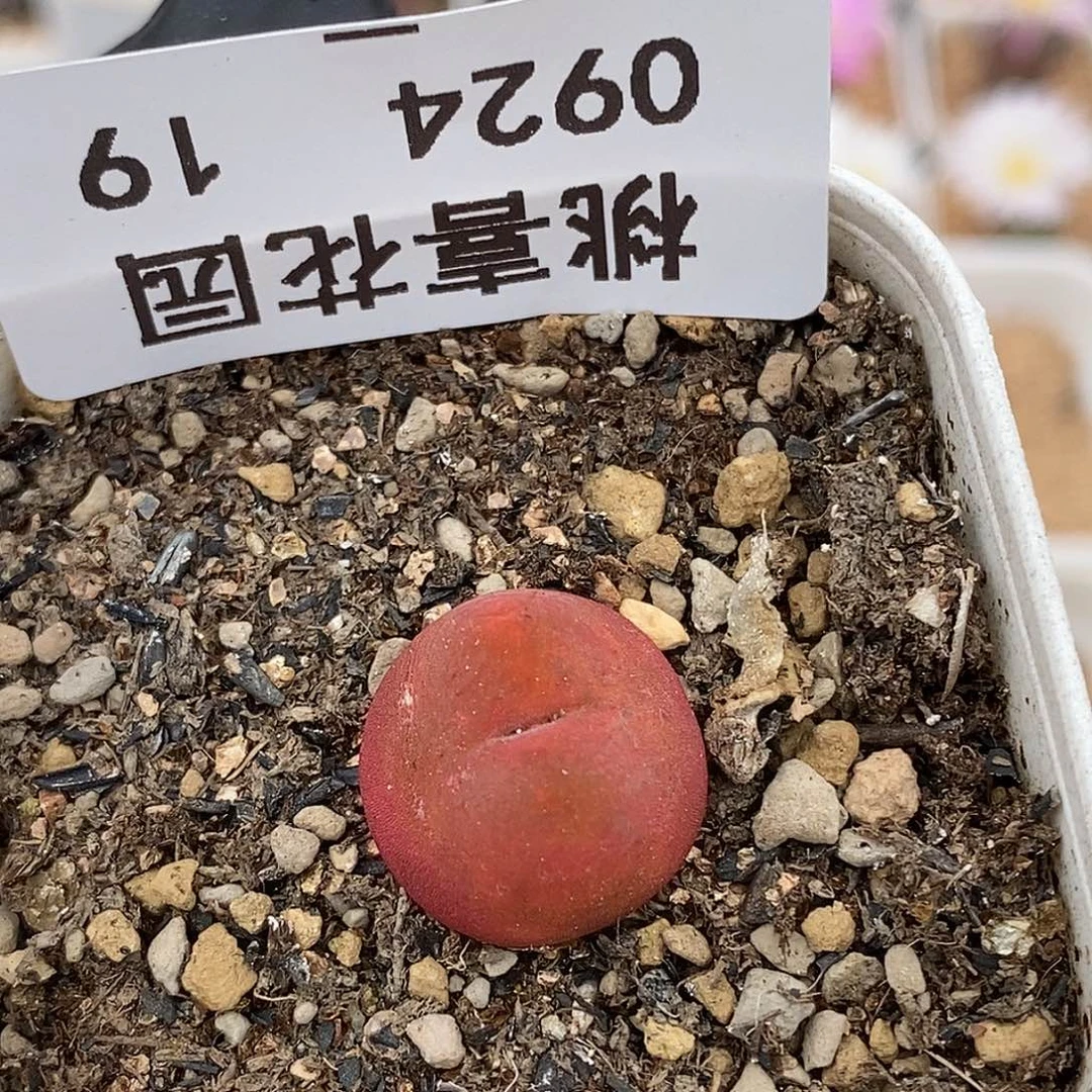 0924-19-水蜜桃有伤特。