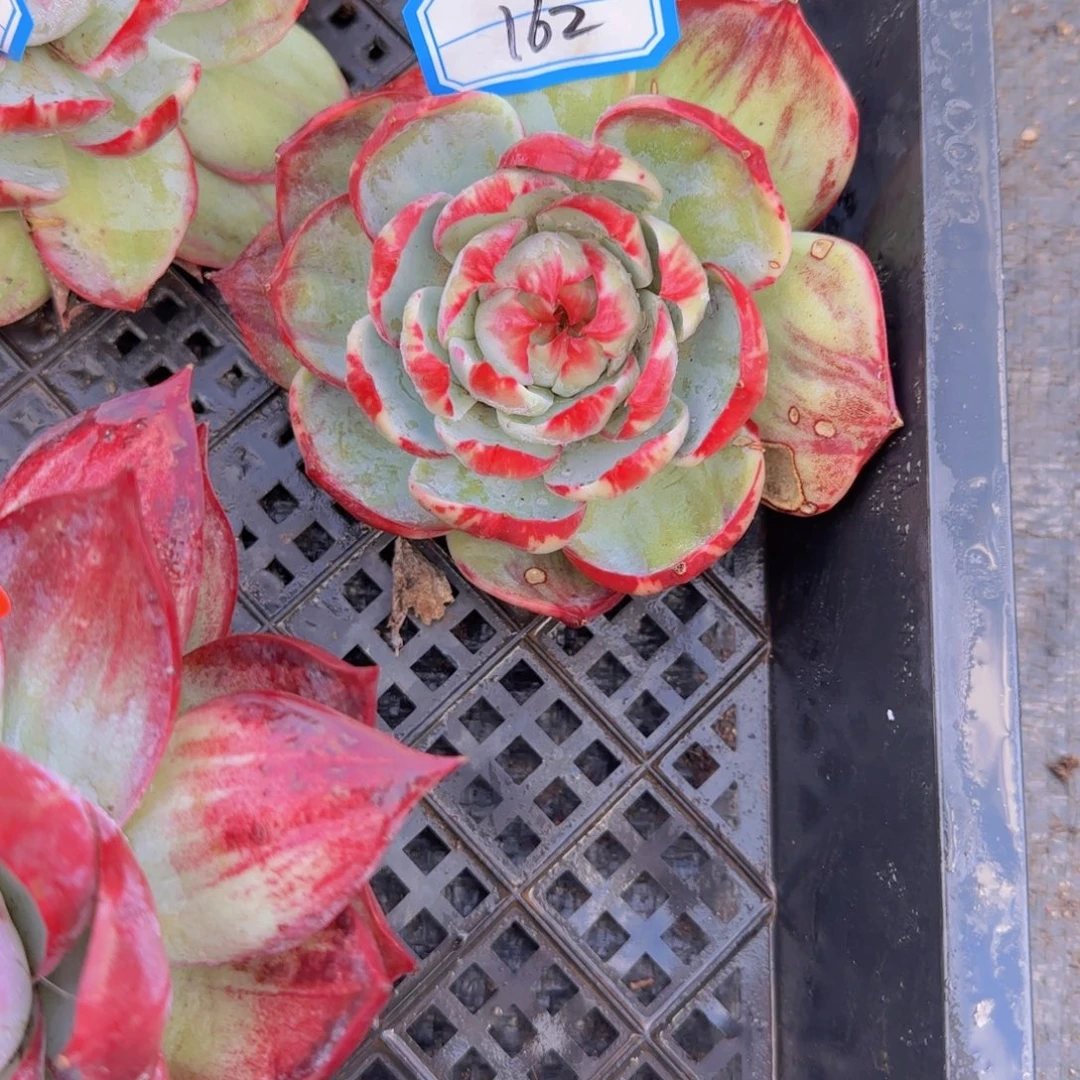 162