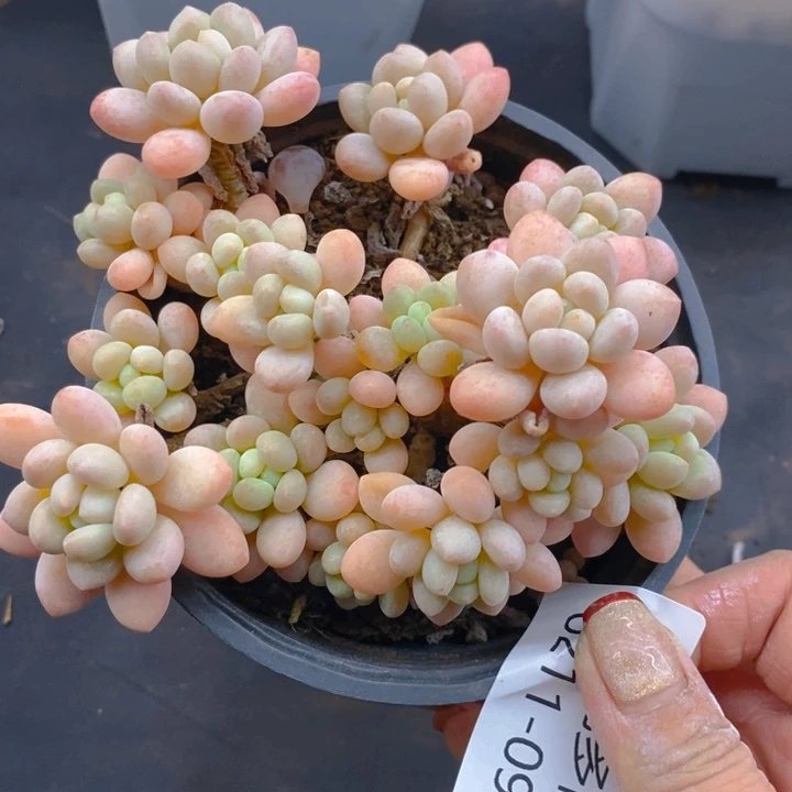 夏悦多肉0211-99鱼子酱