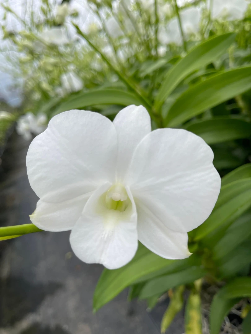 白雪公主秋石斛兰纯白色室内庭院兰花盆栽清货不售后