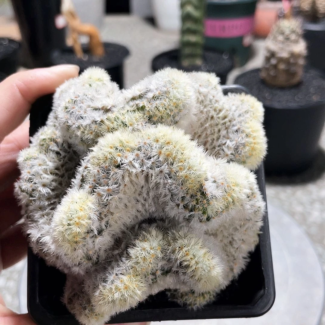 6666666666666666666666666