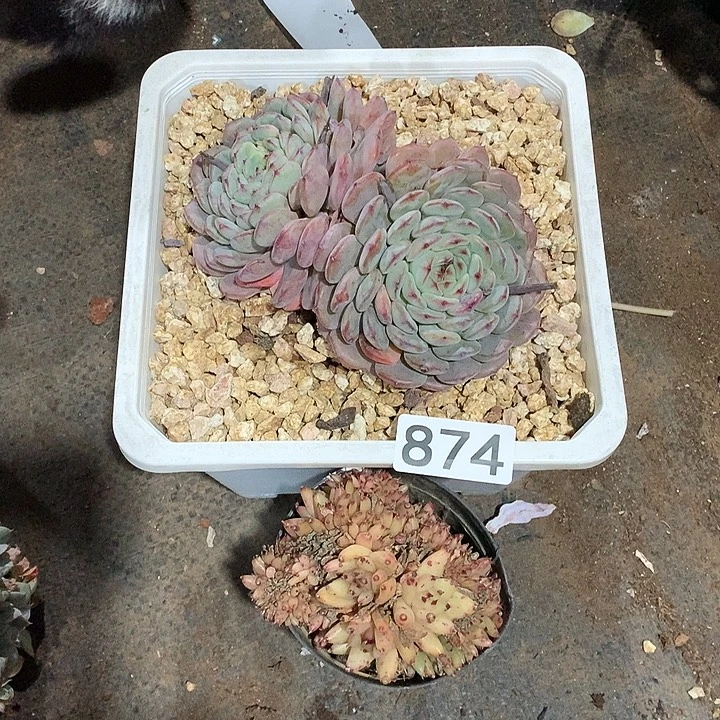 874 一物一拍多肉