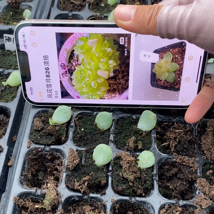 六一清扬826芽苗一个