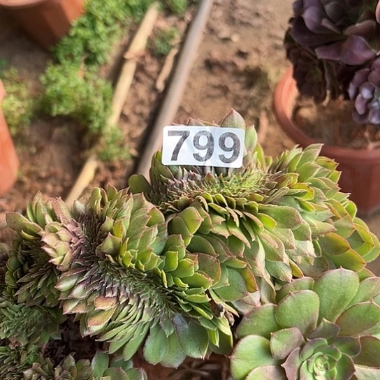 *****多肉植物一个万追微瑕799